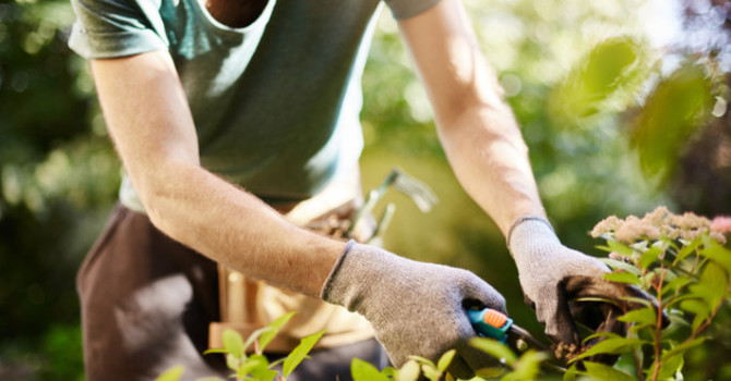 Tips for Avoiding Yard Work Pain and Injury image